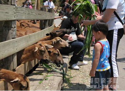 动物农庄
