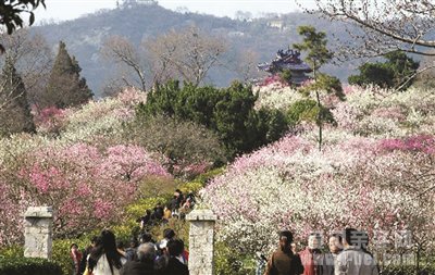 梅花山