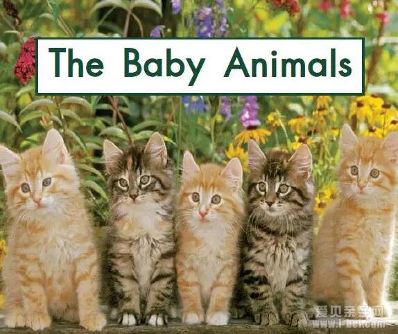 GK“˵”The Baby Animals